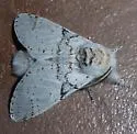 Furcula nivea - Hodges#7938 - photo 2