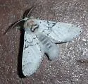 Furcula nivea - Hodges#7938 - photo 3