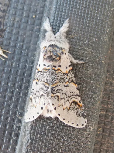 Western Furcula - Hodges#7939 - Furcula occidentalis