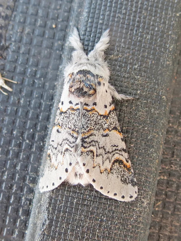 Western Furcula - Hodges#7939 - photo 2