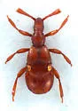 Fustiger fuchsii - Fustiger fuchsii