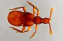 Fustiger fuchsii - photo 2