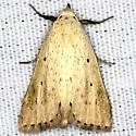 Gabara distema - Hodges#8523 - photo 2
