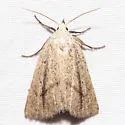 Gabara distema - Hodges#8523 - photo 4