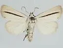 Gabara gigantea - Hodges#8519