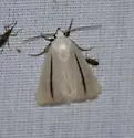 Gabara gigantea - Hodges#8519 - photo 2