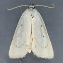 Gabara new species - Hodges#8523.97