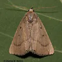 Gabara obscura - Hodges#8518