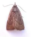 Gabara obscura - Hodges#8518 - photo 2