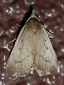 Gabara obscura - Hodges#8518 - photo 3