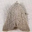Gabara pulverosalis - Hodges#8524