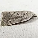 Gabara pulverosalis - Hodges#8524 - photo 2