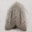 Gabara pulverosalis - Hodges#8524 - photo 3