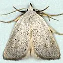 Gabara pulverosalis - Hodges#8524 - photo 4