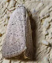 Gabara pulverosalis - Hodges#8524 - photo 5