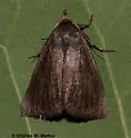 Gabara stygialis - Hodges#8520