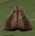 Gabara stygialis - Hodges#8520 - photo 2