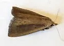 Gabara stygialis - Hodges#8520 - photo 3