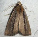 Gabara stygialis - Hodges#8520 - photo 4