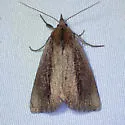 Gabara stygialis - Hodges#8520 - photo 5
