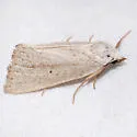 Gabara subnivosella - Hodges#8522