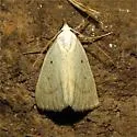 Gabara subnivosella - Hodges#8522 - photo 2