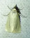 Gabara subnivosella - Hodges#8522 - photo 3