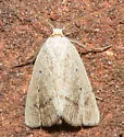 Gabara subnivosella - Hodges#8522 - photo 4