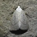 Gabara subnivosella - Hodges#8522 - photo 5