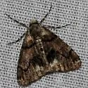 Dyar's Looper - Hodges#6781 - photo 2