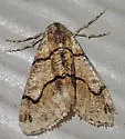 Dyar's Looper - Hodges#6781 - photo 3