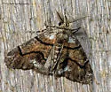 Dyar's Looper - Hodges#6781 - photo 4