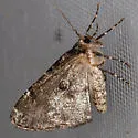 Dyar's Looper - Hodges#6781 - photo 5