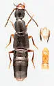 Gabrius appendiculatus