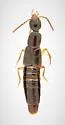 Gabrius fallaciosus - photo 2