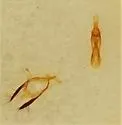 Gabrius fallaciosus - photo 4