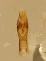 Gabrius nigritulus - photo 2