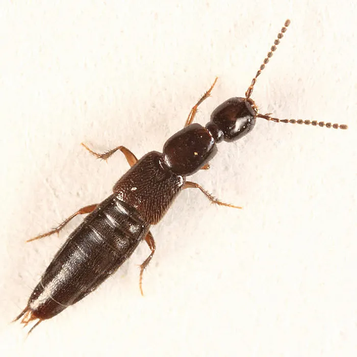 Gabrius picipennis - photo 2