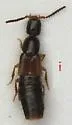 Gabronthus thermarum - Gabronthus thermarum