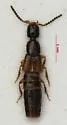 Gabronthus thermarum - photo 2