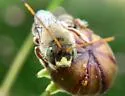 Gaesischia exul - Gaesischia exul