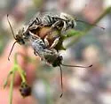 Gaesischia exul - photo 2