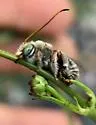 Gaesischia exul - photo 3