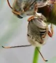 Gaesischia exul - photo 4
