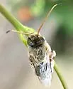 Gaesischia exul - photo 5