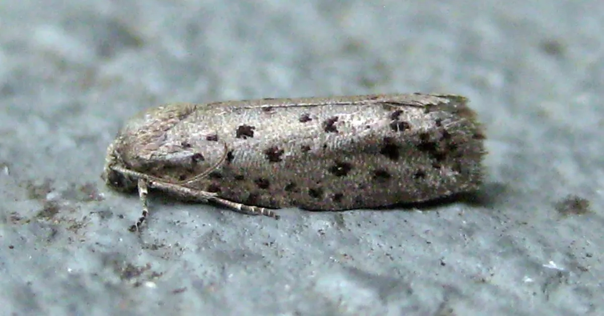Galacticidae - photo 3