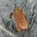 Galasa nigripunctalis - Hodges#5553