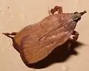 Galasa nigripunctalis - Hodges#5553 - photo 4