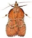 Galasa nigripunctalis - Hodges#5553 - photo 5