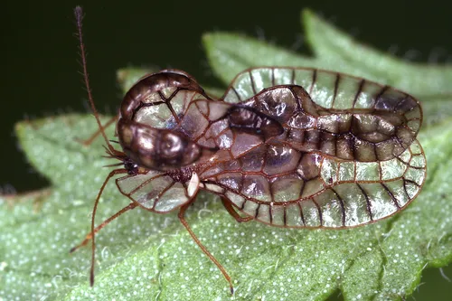 Galeatus spinifrons